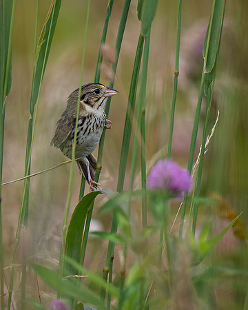 Grasshopper Sparrow