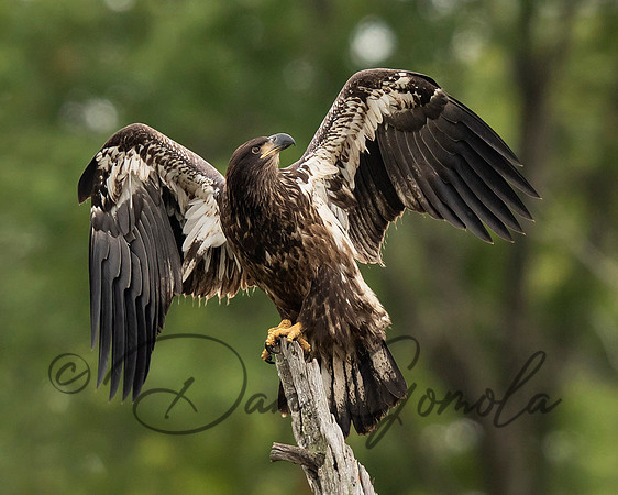 Bald Eagle