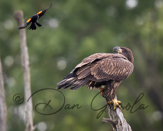 Bald Eagle