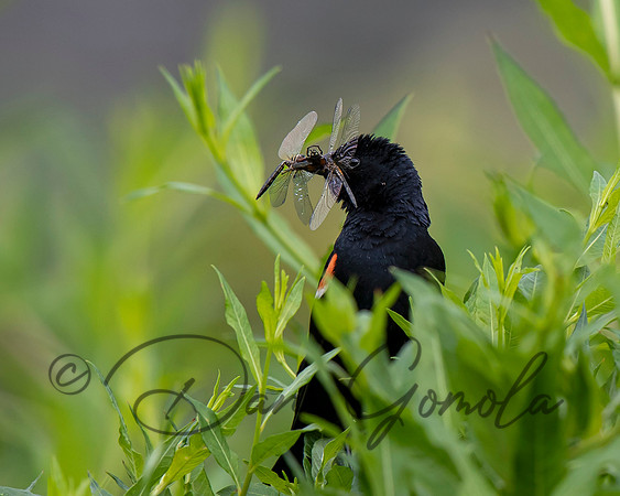 Red-winged Blackbird
