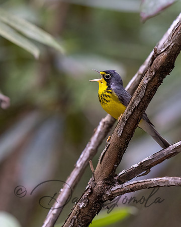 Canada Warbler