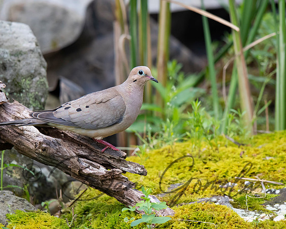 Mourning Dove