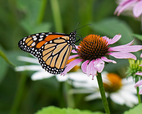 Monarch