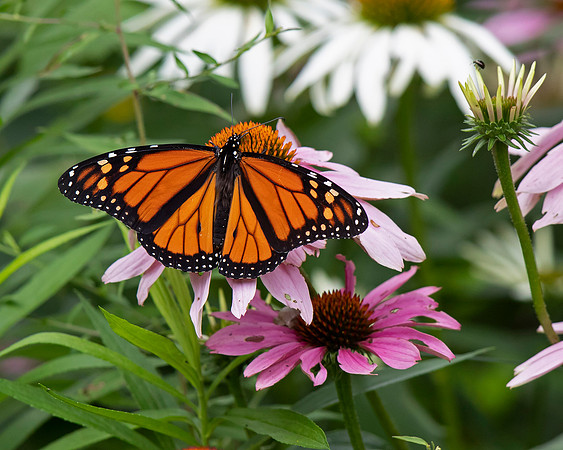 Monarch