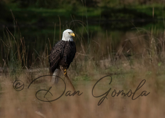Bald Eagle