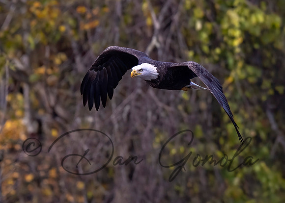Bald Eagle