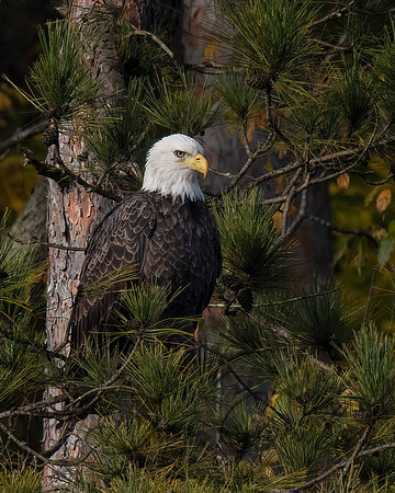 Bald Eagle