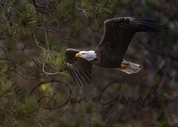 Bald Eagle