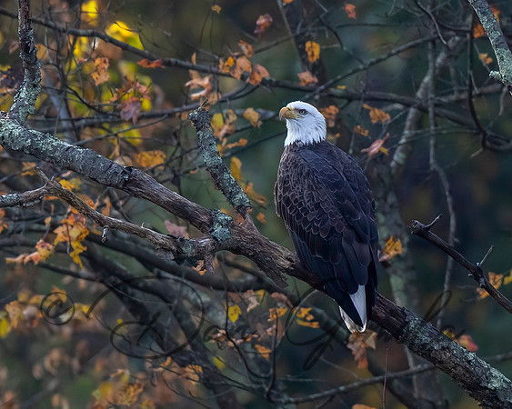 Bald Eagle