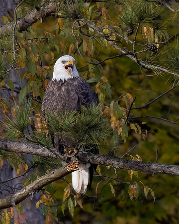 Bald Eagle