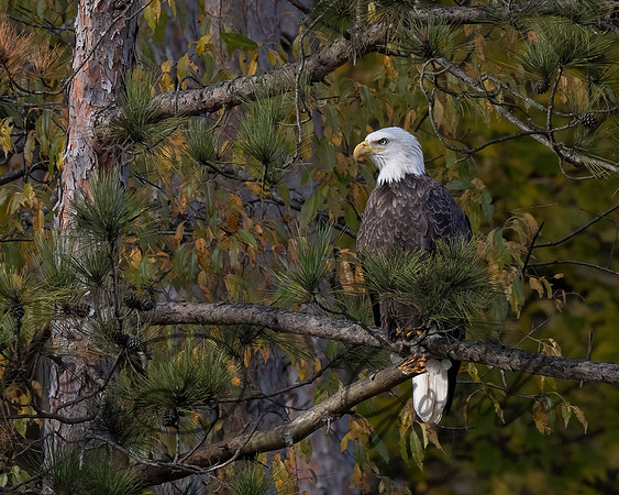 Bald Eagle
