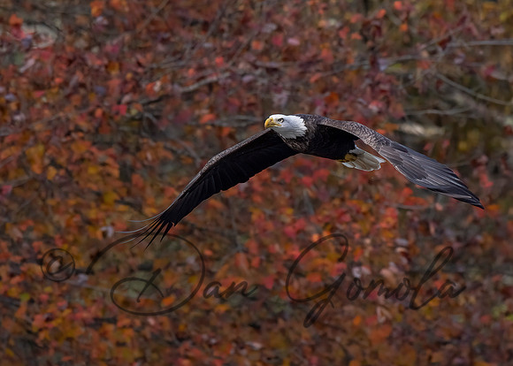 Bald Eagle