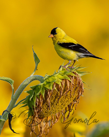 American Goldfinch