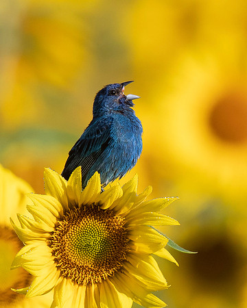 Indigo Bunting
