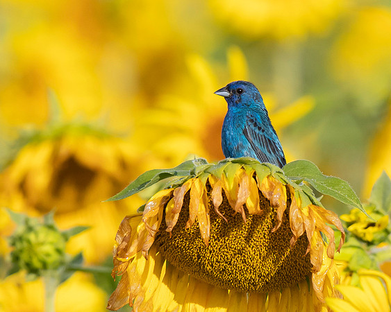 Indigo Bunting