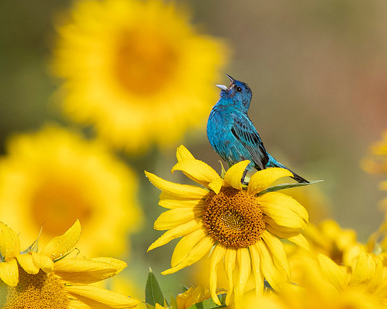 Indigo Bunting