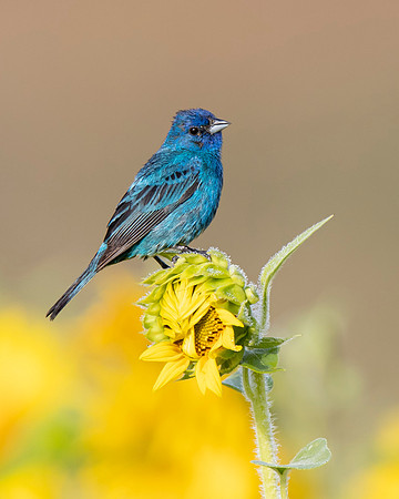 Indigo Bunting