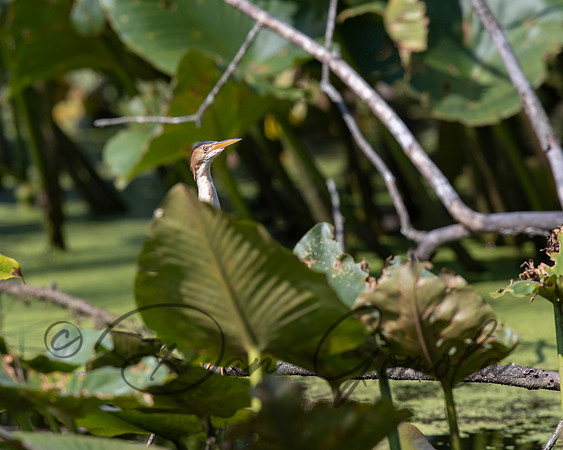 Least Bittern