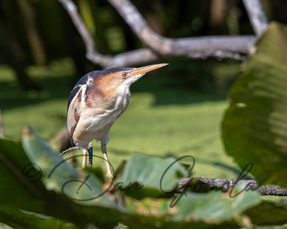 Least Bittern