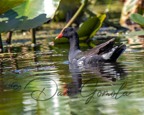 Common Gallinule