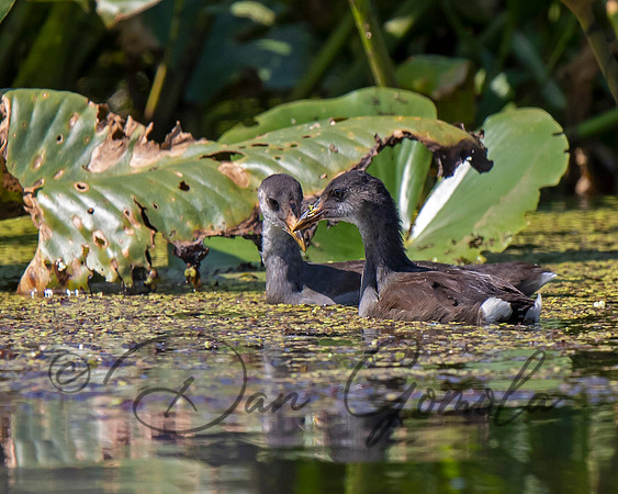 Common Gallinule