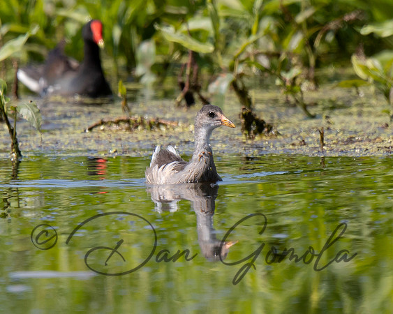 Common Gallinule