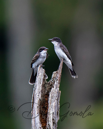 Kingbird
