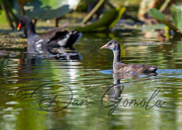 Common Gallinule