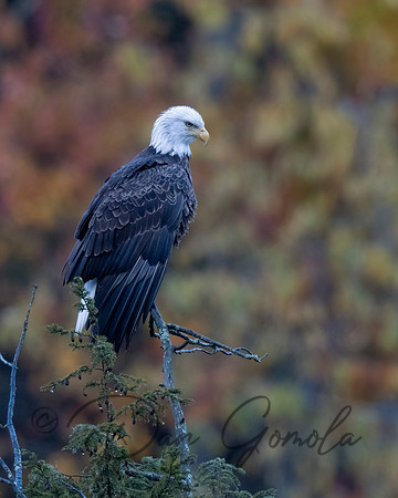 Bald Eagle