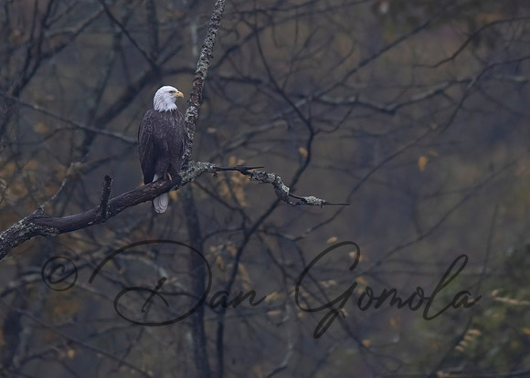 Bald Eagle