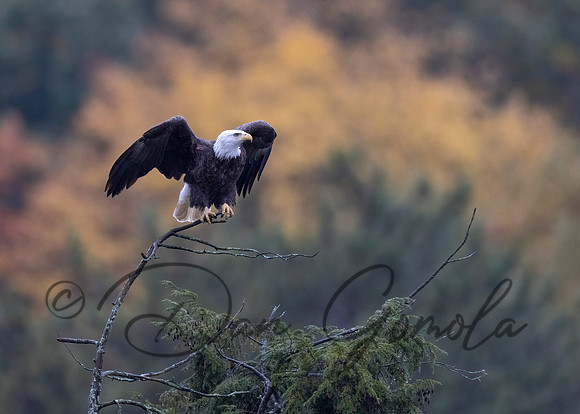 Bald Eagle