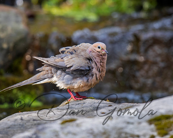 Mourning Dove