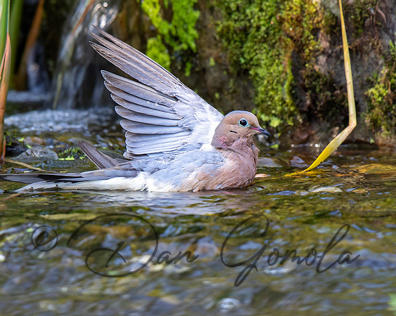 Mourning Dove