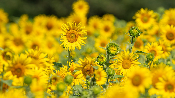 Sunflower