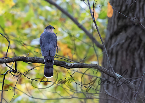 Cooper's Hawk