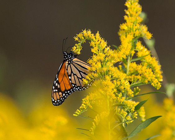 Monarch Butterfly on Goldenrod