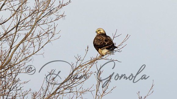 Rough-legged Hawk