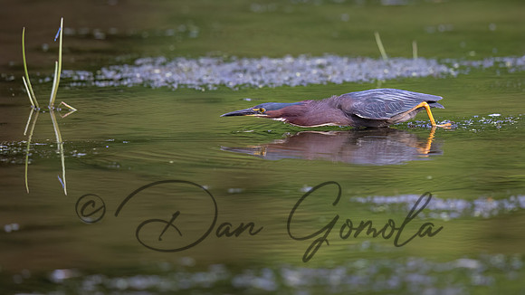 Green Heron