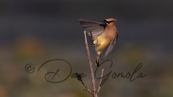 Cedar Waxwing