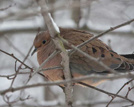 Mourning Dove