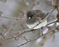 Dark-eyed Junco