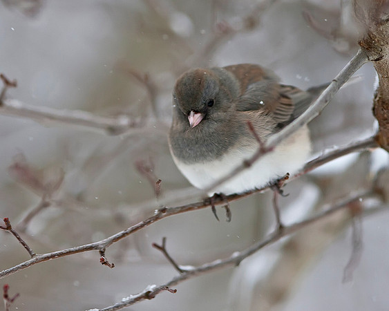 Dark-eyed Junco