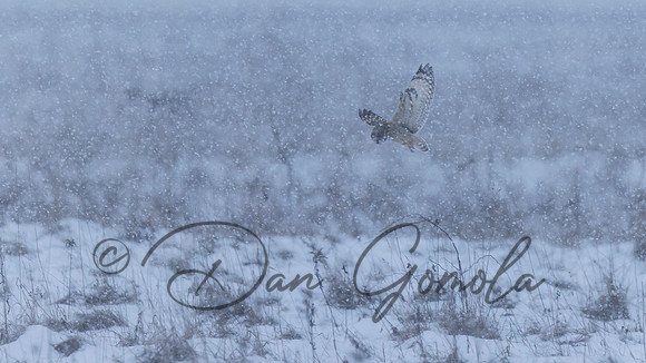 Short-eared Owl