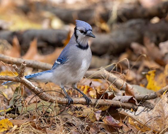 Blue Jay