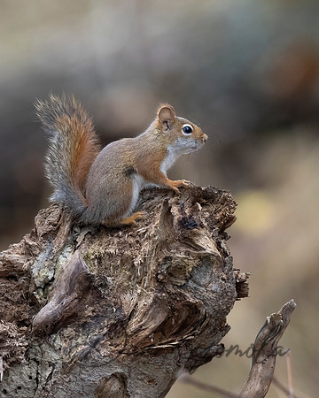 Red Squirrel