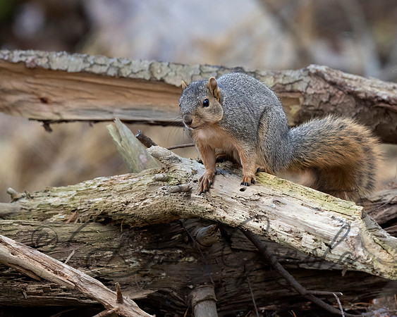 Eastern Fox Squirrel