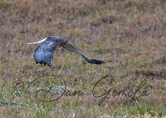 Northern Harrier