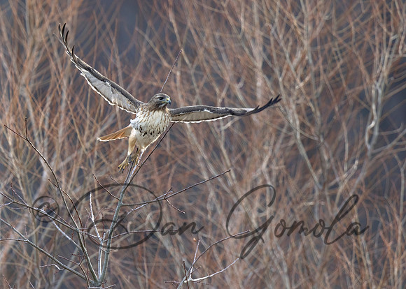 Red-tailed Hawk