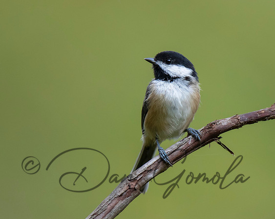 Black-capped Chickadee