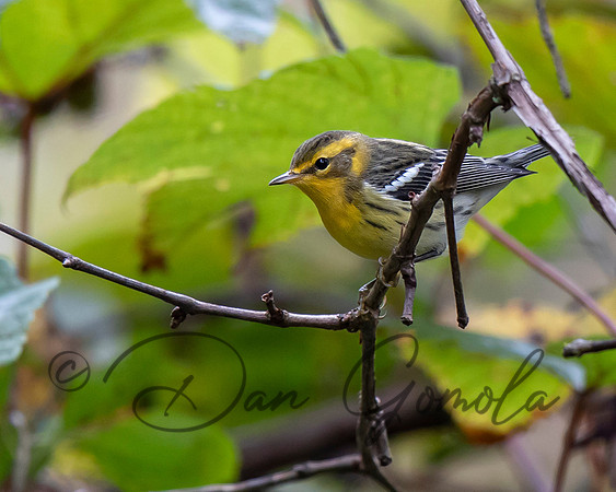 Blackburnian Warbler